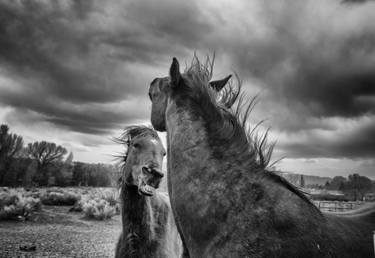 Original Fine Art Animal Photography by Landry Major