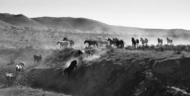The Herd Silver Gelatin Print - Limited Edition of 20 thumb