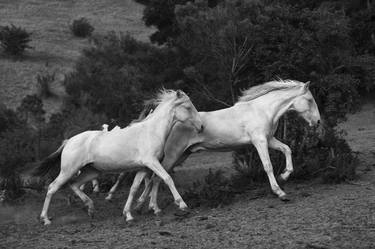 Original Horse Photography by Landry Major