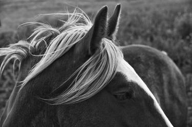 Original Fine Art Horse Photography by Landry Major