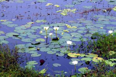 LILY POND - Limited Edition 100 of 100 thumb