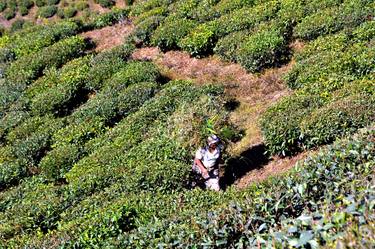 TEA GARDEN WORKER.TEA GARDEN.INDIA. WEST BENGAL .A  LADY  WORKING  DAY TIME.  PRINT  IN  PHOTO PAPER thumb