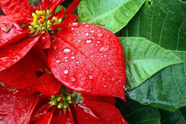 WATER DROOP ON RED FLOWER - Limited Edition 50 of 50 thumb