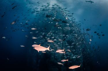 Original Documentary Fish Photography by Joanna Lentini