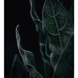 Nature's candelabra by Joanna Lentini