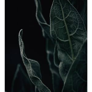 Nature's candelabra