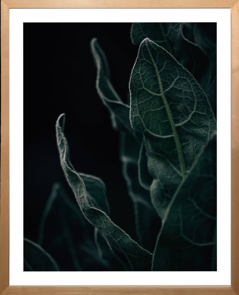 Original Documentary Botanic Photography by Joanna Lentini