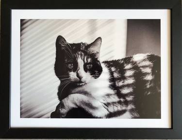Print of Animal Photography by Jacques Julien