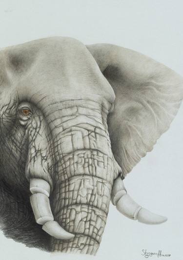African elephant thumb