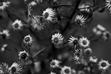 Print of Floral Photography by Ivan Cordoba