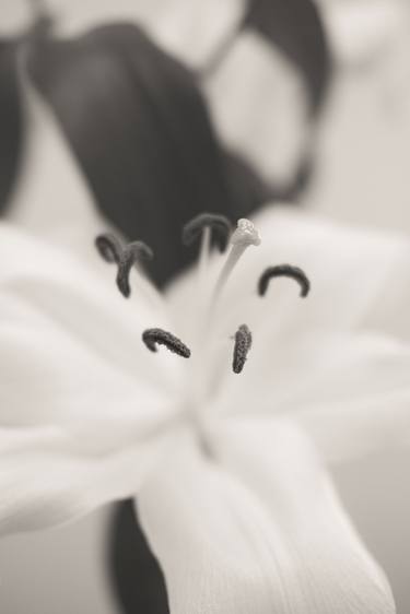 Print of Fine Art Floral Photography by Ivan Cordoba
