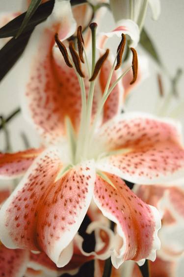 Print of Floral Photography by Ivan Cordoba