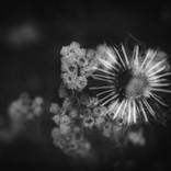 Wildflowers n.3 by Ivan Cordoba