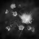 Wildflowers n.4 by Ivan Cordoba