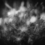 Wildflowers n.5 by Ivan Cordoba