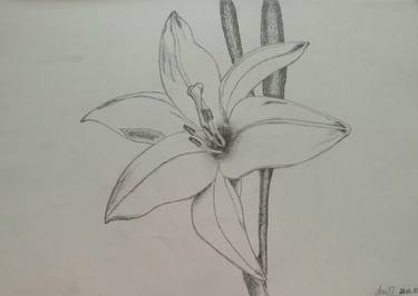 Lily flower thumb