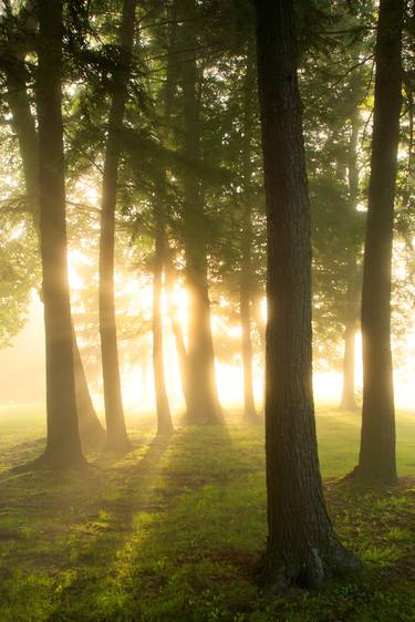 Original Realism Tree Photography by Scott Barrow
