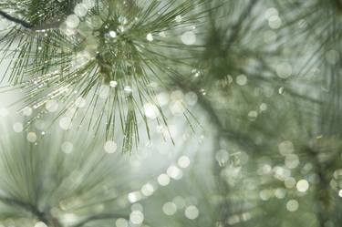 Original Realism Nature Photography by Scott Barrow