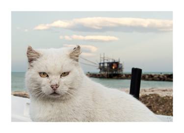 Print of Animal Photography by Silvia Morgana Di Federico