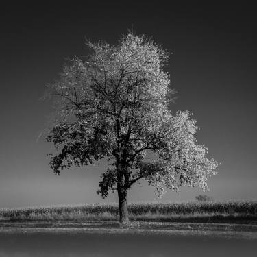 Print of Tree Photography by István Karádi