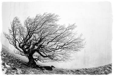 Print of Art Deco Tree Photography by Philippe Lebeaux