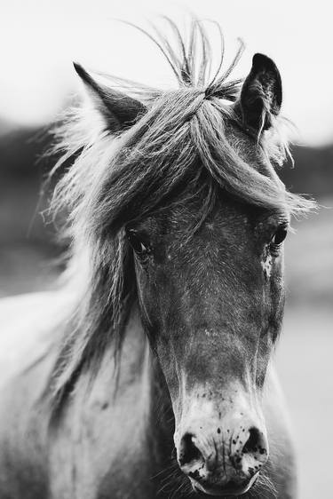 Print of Expressionism Horse Photography by Jen Badalamenti