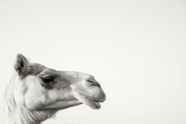 Original Abstract Animal Photography by Jen Badalamenti