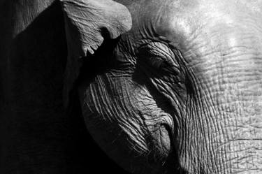 Original Abstract Animal Photography by Jen Badalamenti
