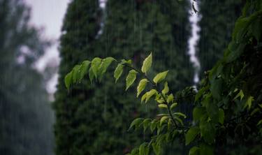 Greeny Rain thumb