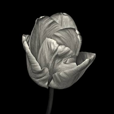 Original Floral Photography by Paul Coghlin