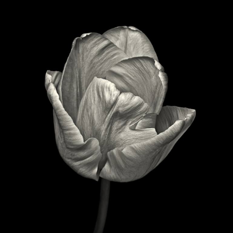 Pink Tulip IV - Limited Edition of 50 Photography by Paul Coghlin | Saatchi Art