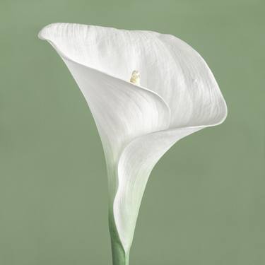 Calla Lily III (large printed image 50 x 50 in) thumb