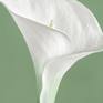 Close-up of 'Calla Lily III'