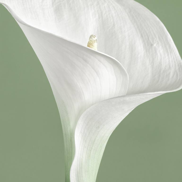 Original minimalist Floral Photography by Paul Coghlin