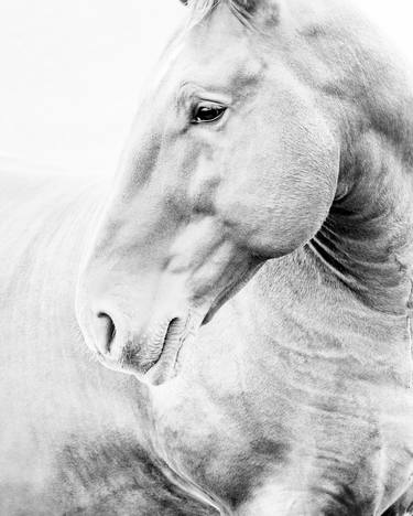 Original Portraiture Animal Photography by Paul Coghlin