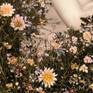 Detail HEL MORT®
