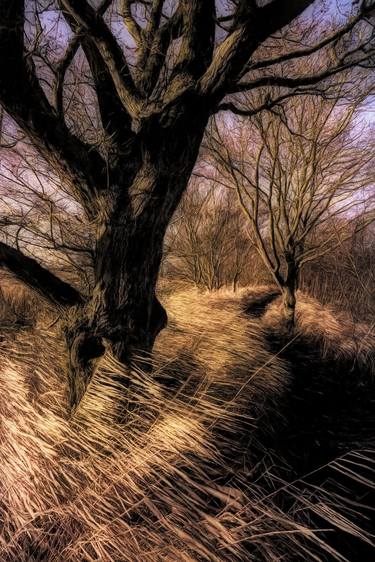 Original Fine Art Tree Photography by Martin Fry