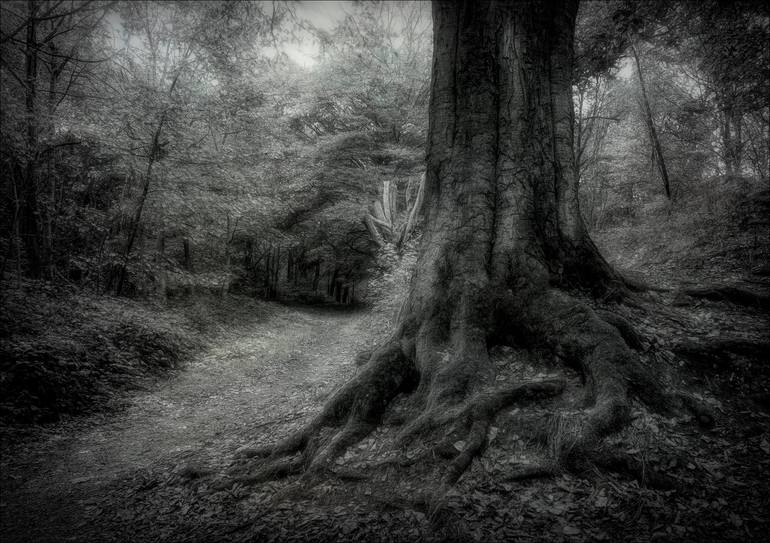 Original Nature Photography by Martin Fry | Black & White Art on Paper | Guardian of the Path