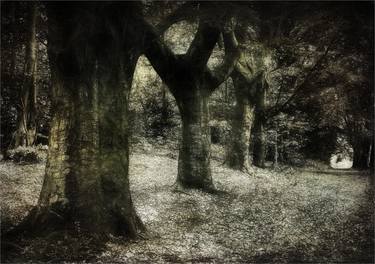 Original Tree Photography by Martin Fry