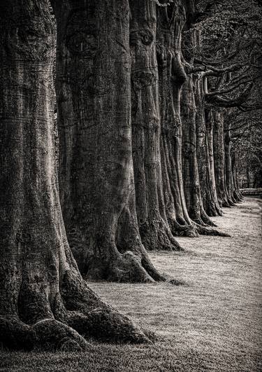 Original Tree Photography by Martin Fry