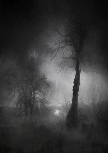 Trees in the Mist - Limited Edition 1 of 25 thumb