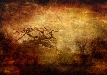 Original Surrealism Tree Photography by Martin Fry