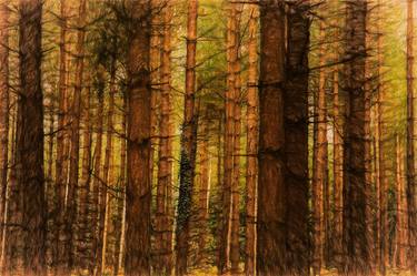 Original Fine Art Tree Photography by Martin Fry