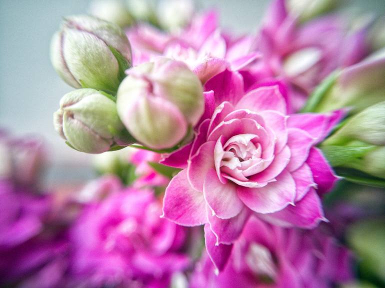 Tiffany Pink Rose Buds Photograph by Emerald Studio Photography