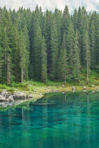 Pine trees over Lake Carezza - Karersee - Limited Edition 1 of 5 thumb