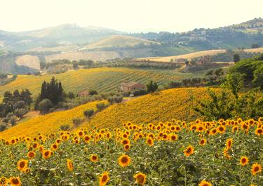 Sunflowers field in Italy - Limited Edition 1 of 3 thumb
