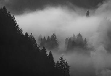 Foggy Forest in Black and White - Limited Edition of 5 thumb