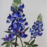 Lupine by Christel Lane
