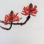 Coral Tree Blossoms by Christel Lane
