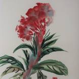Coxcomb by Christel Lane